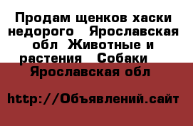 Продам щенков хаски недорого - Ярославская обл. Животные и растения » Собаки   . Ярославская обл.